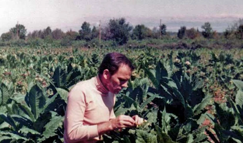 Križanje duhana