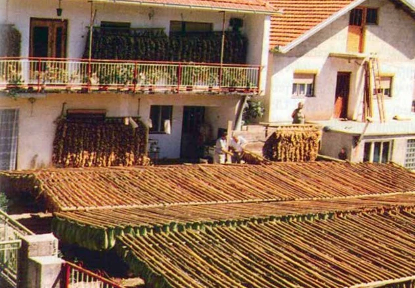 Sušenje duhana u Hercegovini