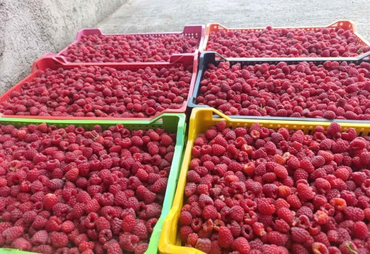 Strože kontrole uvoza voća: Inspektori analiziraju grožđe, mandarine i breskve