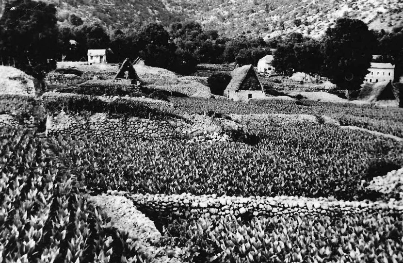 Duhan u Hercegovini 1930-ih godina