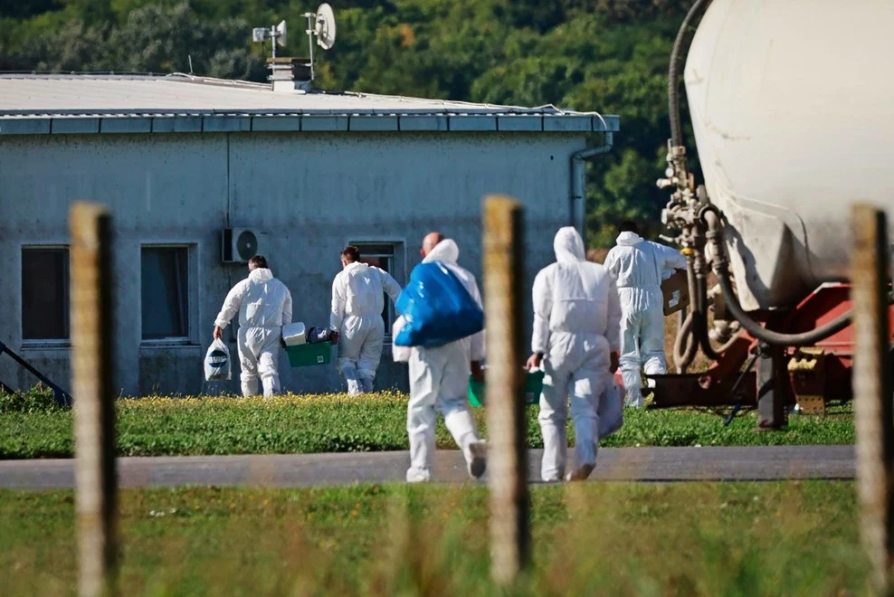 U Slavoniji kreće ubijanje 12.000 svinja, farme pod nadzorom policije
