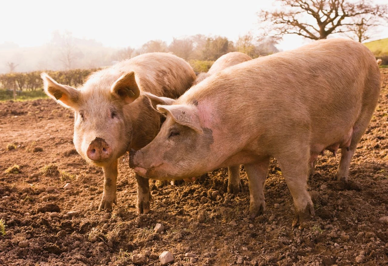 Afrička svinjska kuga stigla u BiH