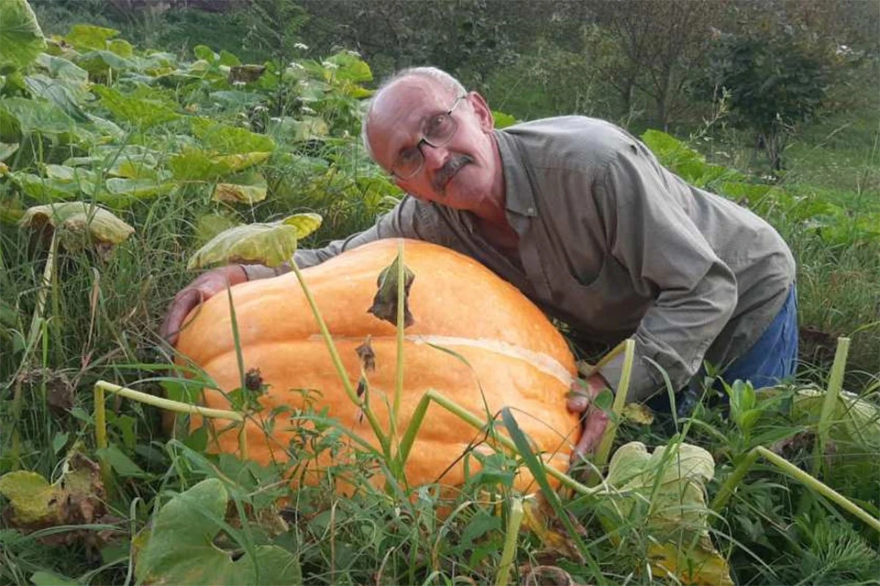 Uzgojio bundeve teške i do 70 kilograma