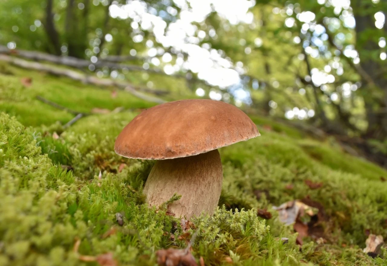 Počela je berba vrganja: Posebno pazite na ovu gljivu
