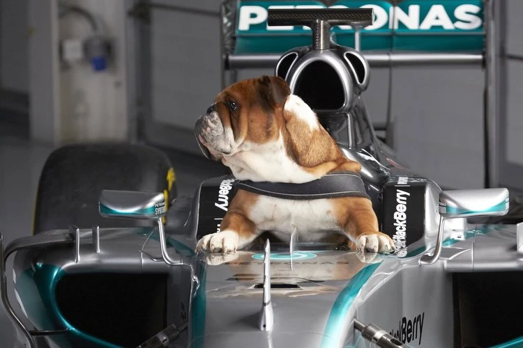 Hamilton slomljen: Preminuo je njegov pas Roscoe
