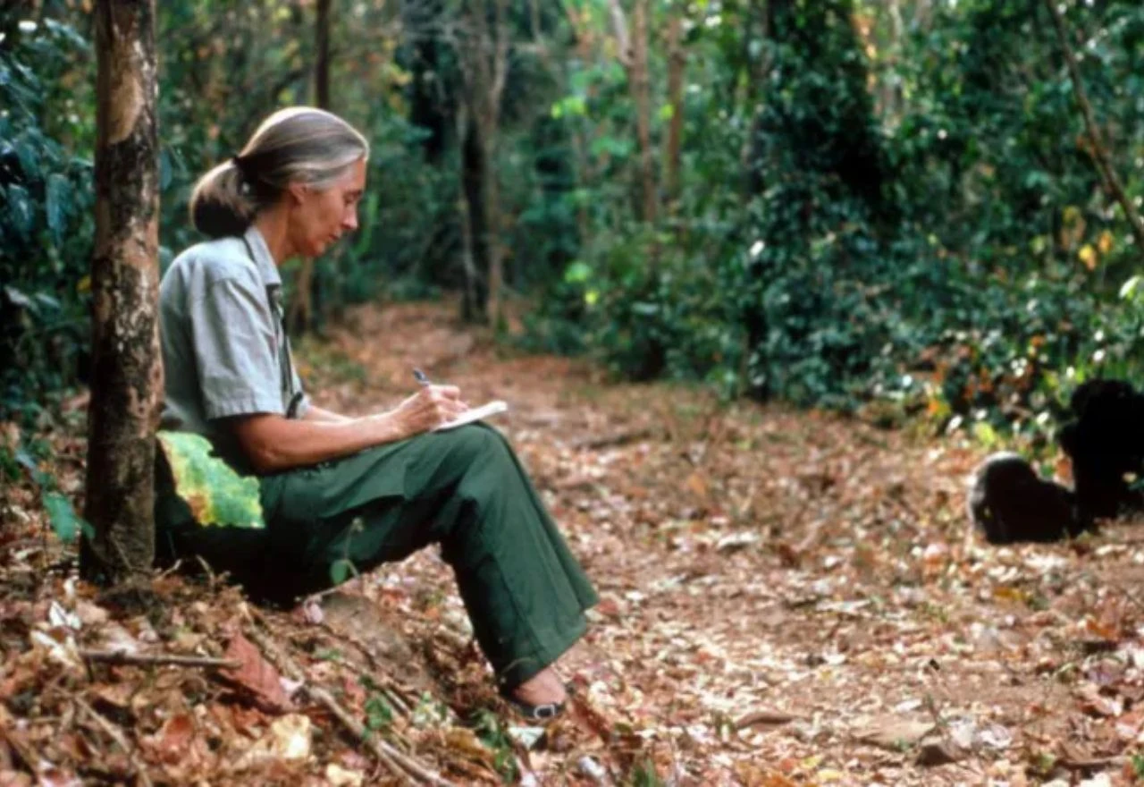 Jane Goodall preminula u 91. godini: Oproštaj od globalne aktivistice za prirodu i životinje