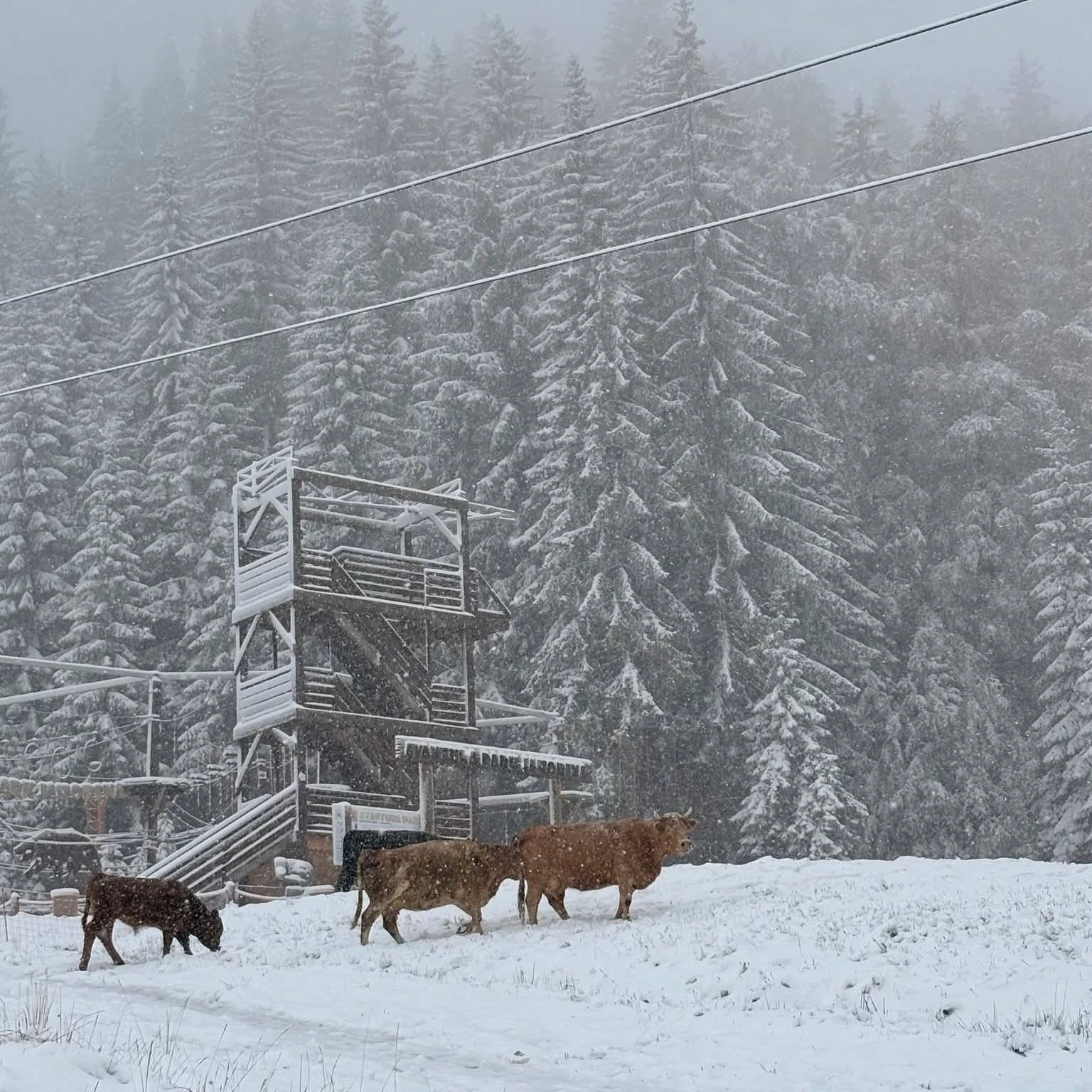 FOTO/VIDEO: Stiže nam još bijelog pokrivača