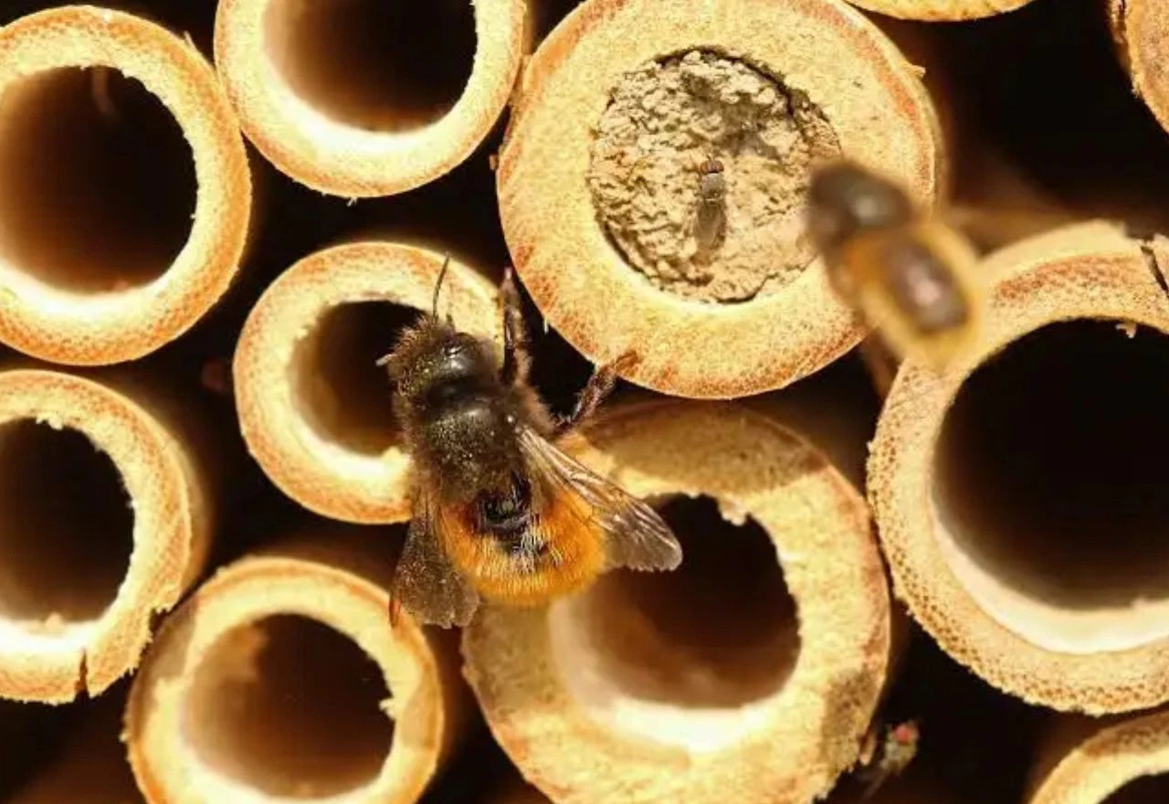 Jesu li solitarne pčele budućnost voćarstva? Učinkovitije od medonosnih i pri 6 °C
