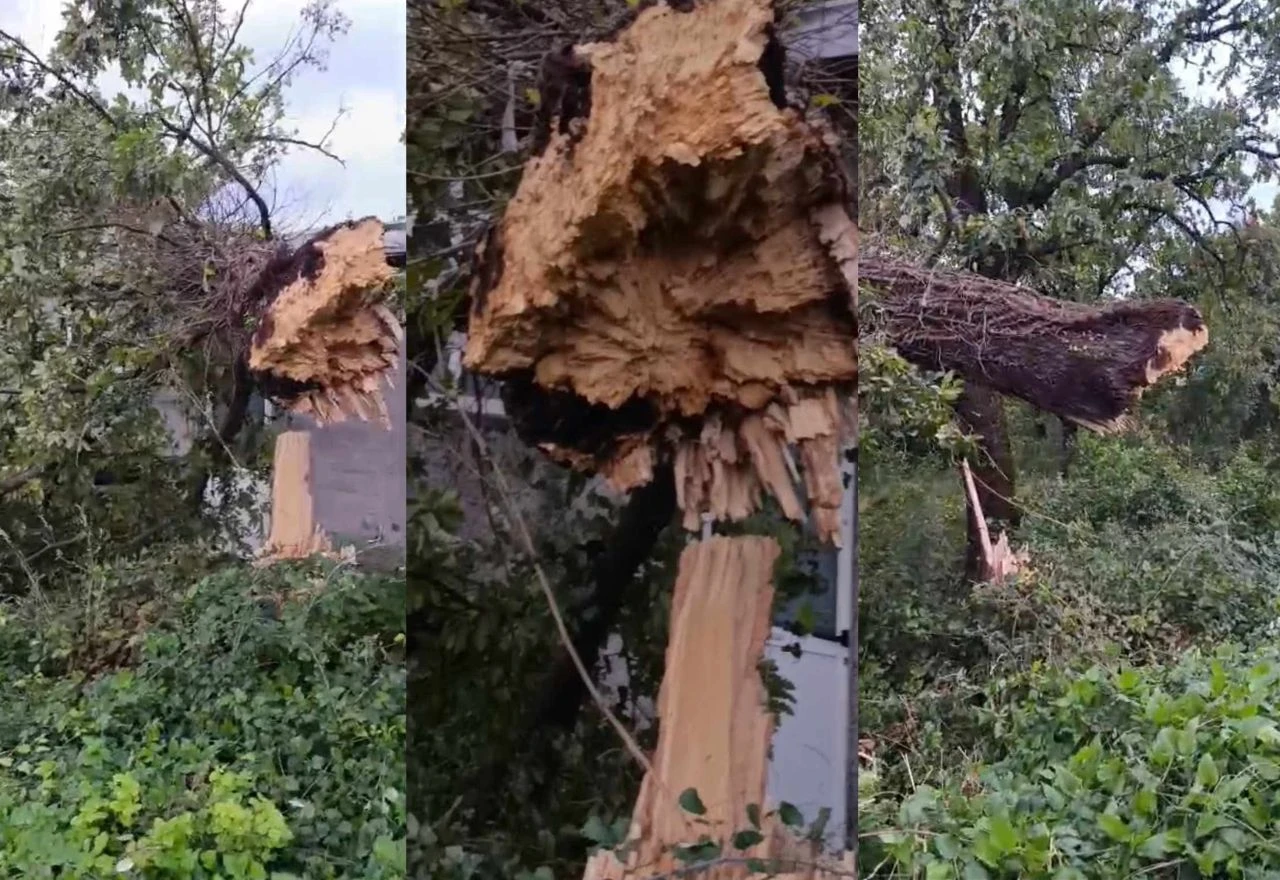 Stablo palo na ugostiteljski objekt u Širokom Brijegu
