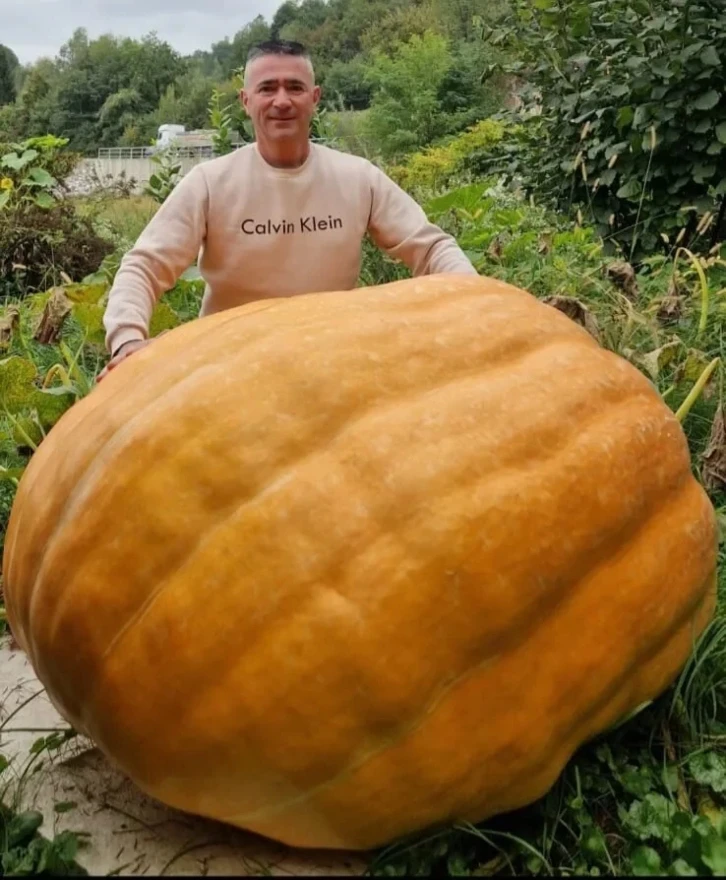 Rekord u BiH: Josip Subašić uzgojio bundevu od 310 kilograma