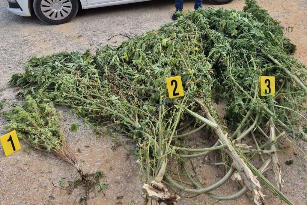 U Čitluku otkriven plastenik s 50 kilograma marihuane