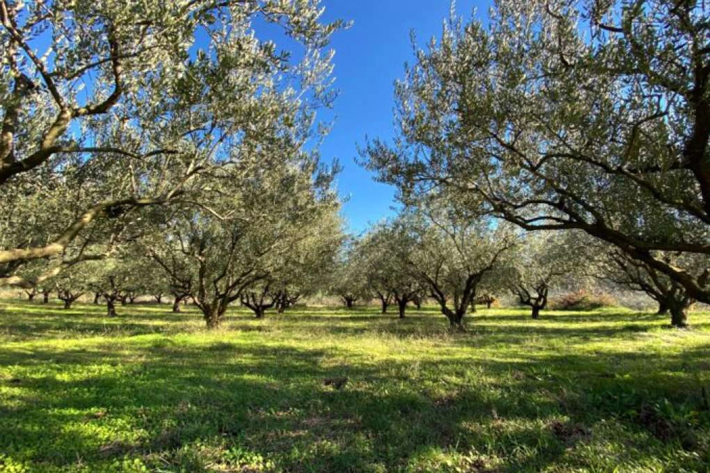 Budućnost neumskog turizma u promociji gastronomije i zaleđa