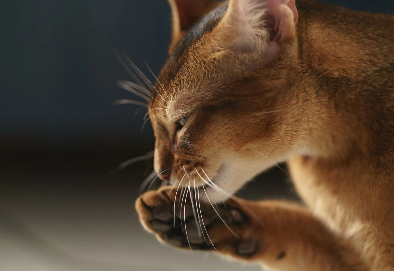 Navika ili znak problema? Veterinari objašnjavaju zašto mačke pretjerano ližu šape