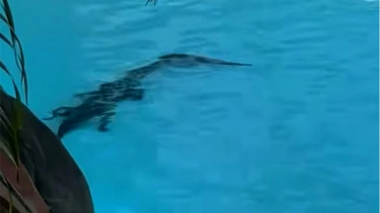 VIDEO: Krokodil zalutao u bazen hotela Sheraton
