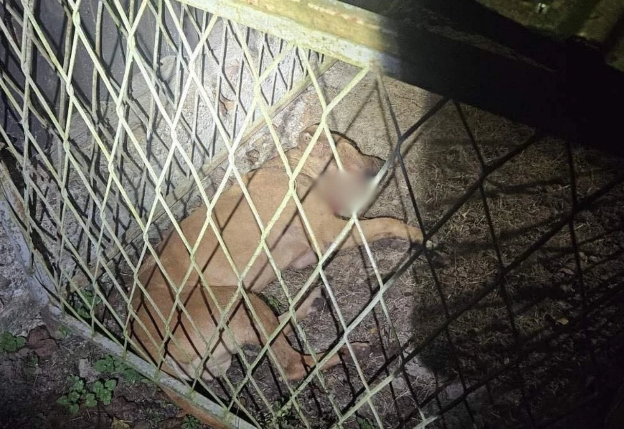 VIDEO | Borbe pasa u Derventi: MUP RS lišio slobode još jednu osobu
