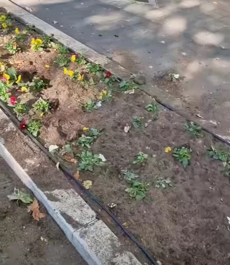 VIDEO | Netko iščupao tek posađeno cvijeće u mostarskom parku