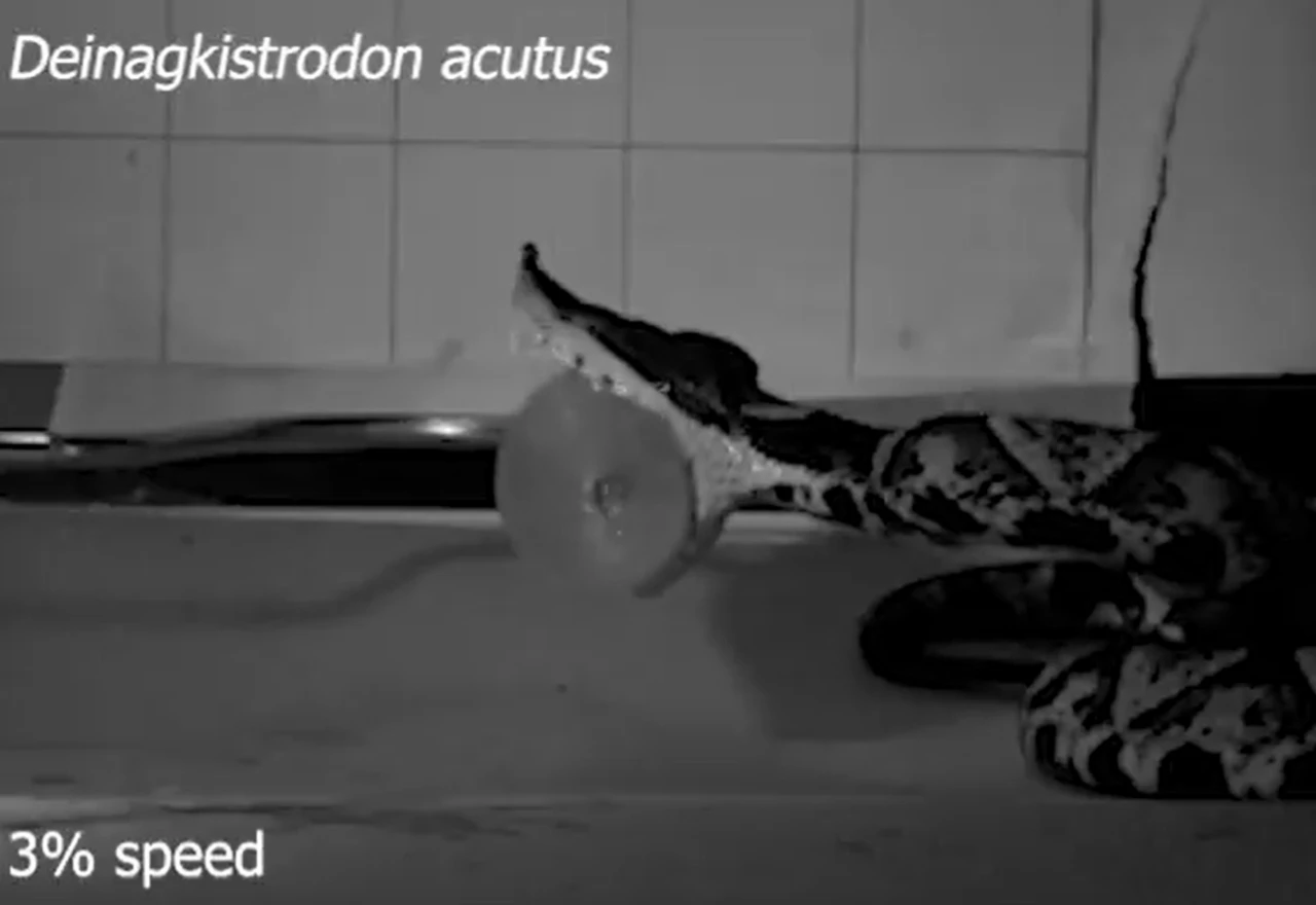 VIDEO | Po prvi put precizno snimljen ugriz zmije: "Fascinantno"