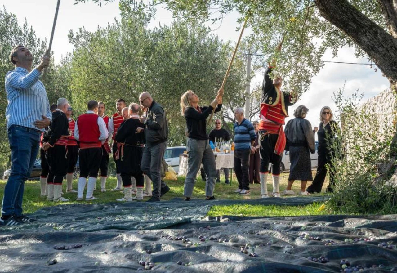 Zatvoreni Dani berbe maslina u Hercegovini