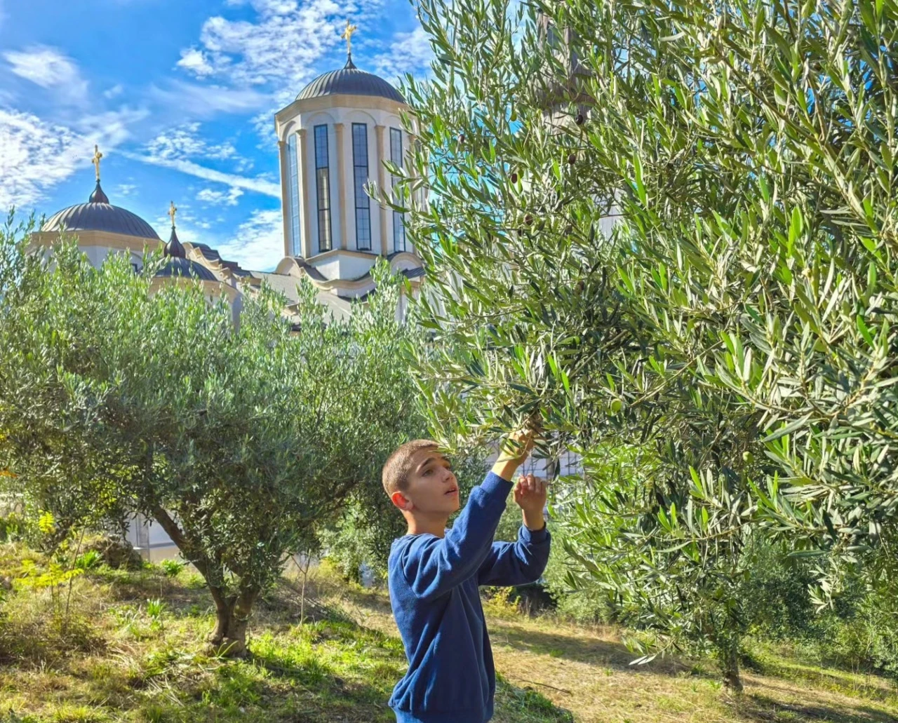 FOTO / VIDEO | Vjernici brali masline u vrtu Sabornog hrama Svete Trojice