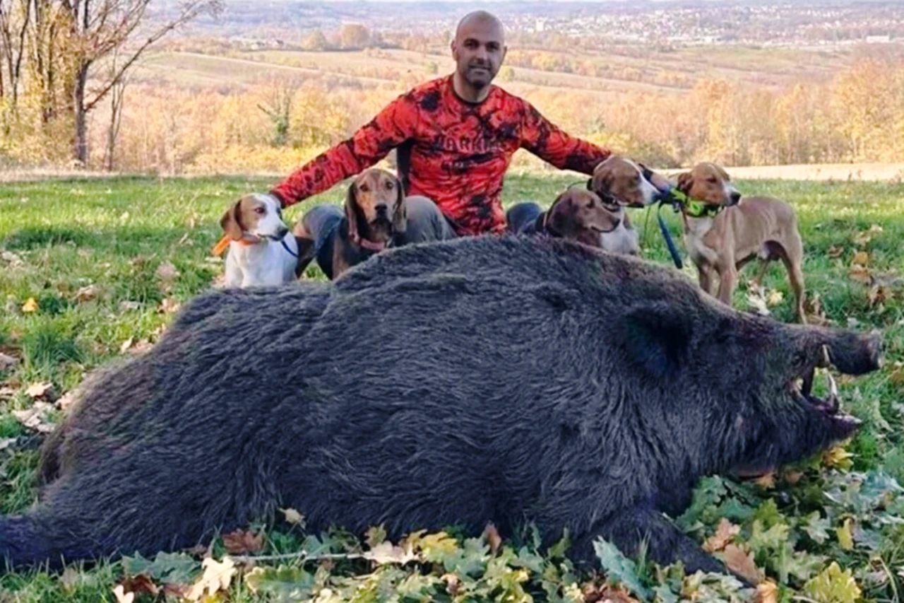 Lovac iz BiH odstrijelio vepra teškog 224 kilograma