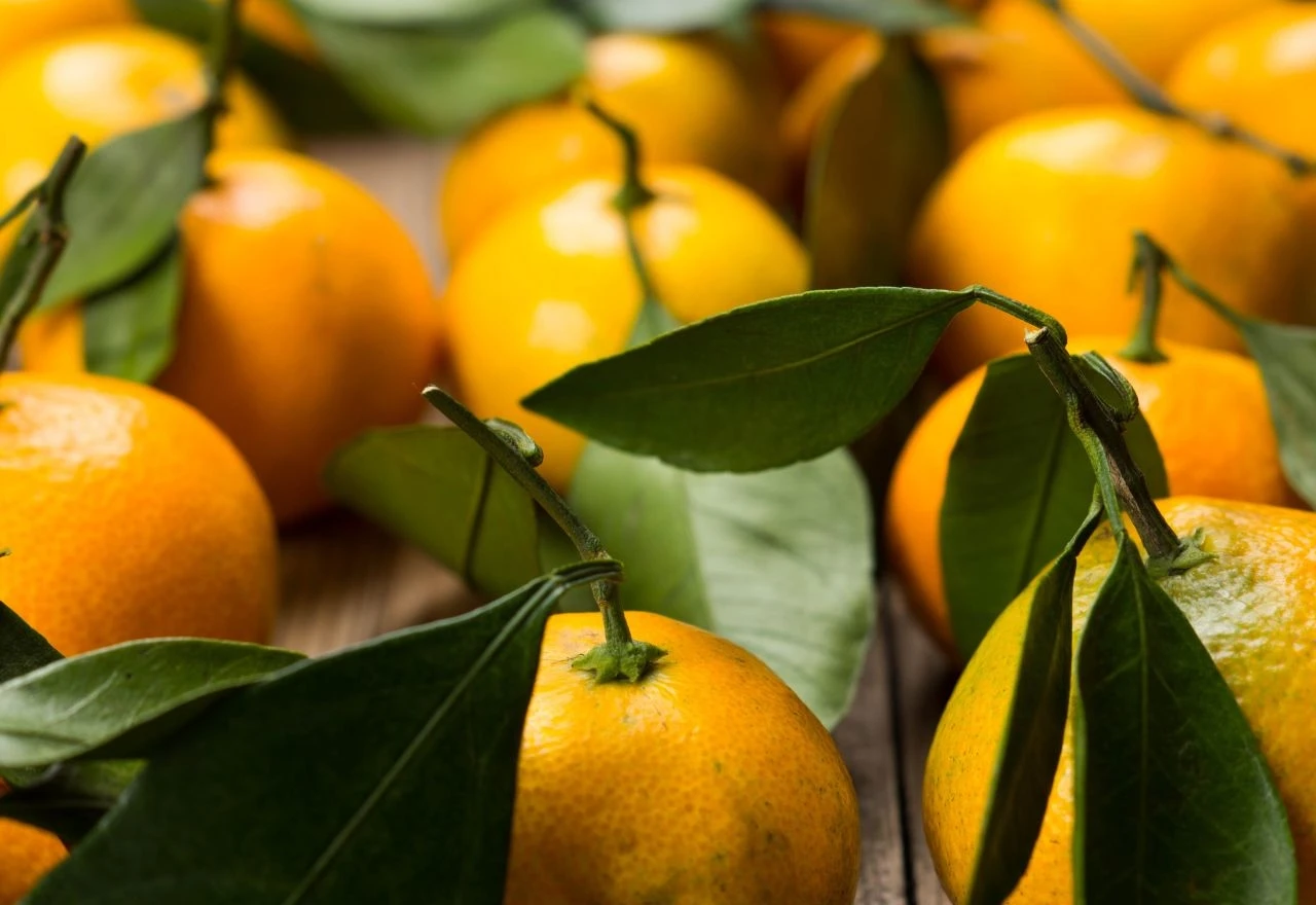 Tone mandarina propadaju u dolini Neretve