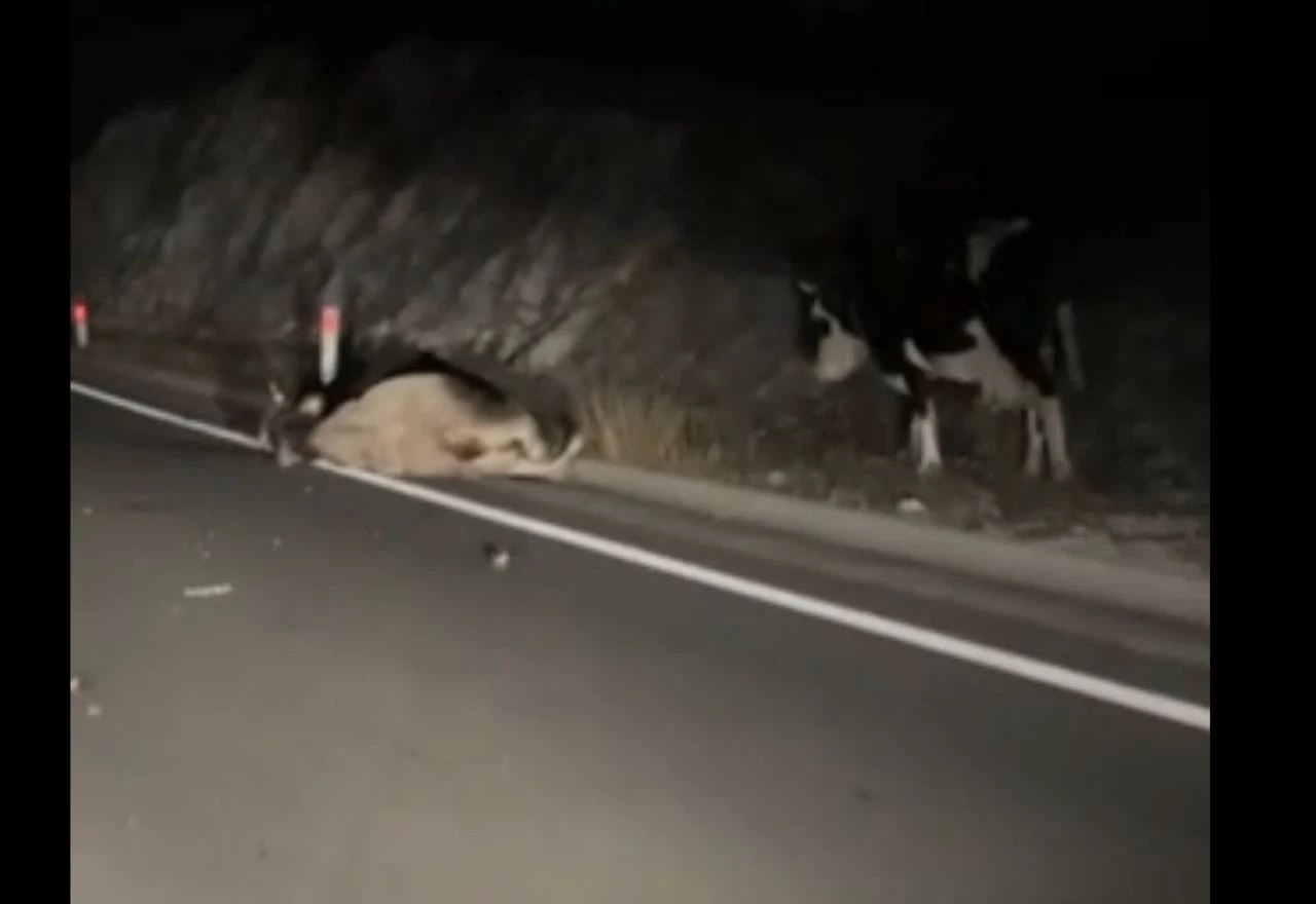 VIDEO | Sudar Golfa i krave na obilaznici između Miljkovića i Pologa