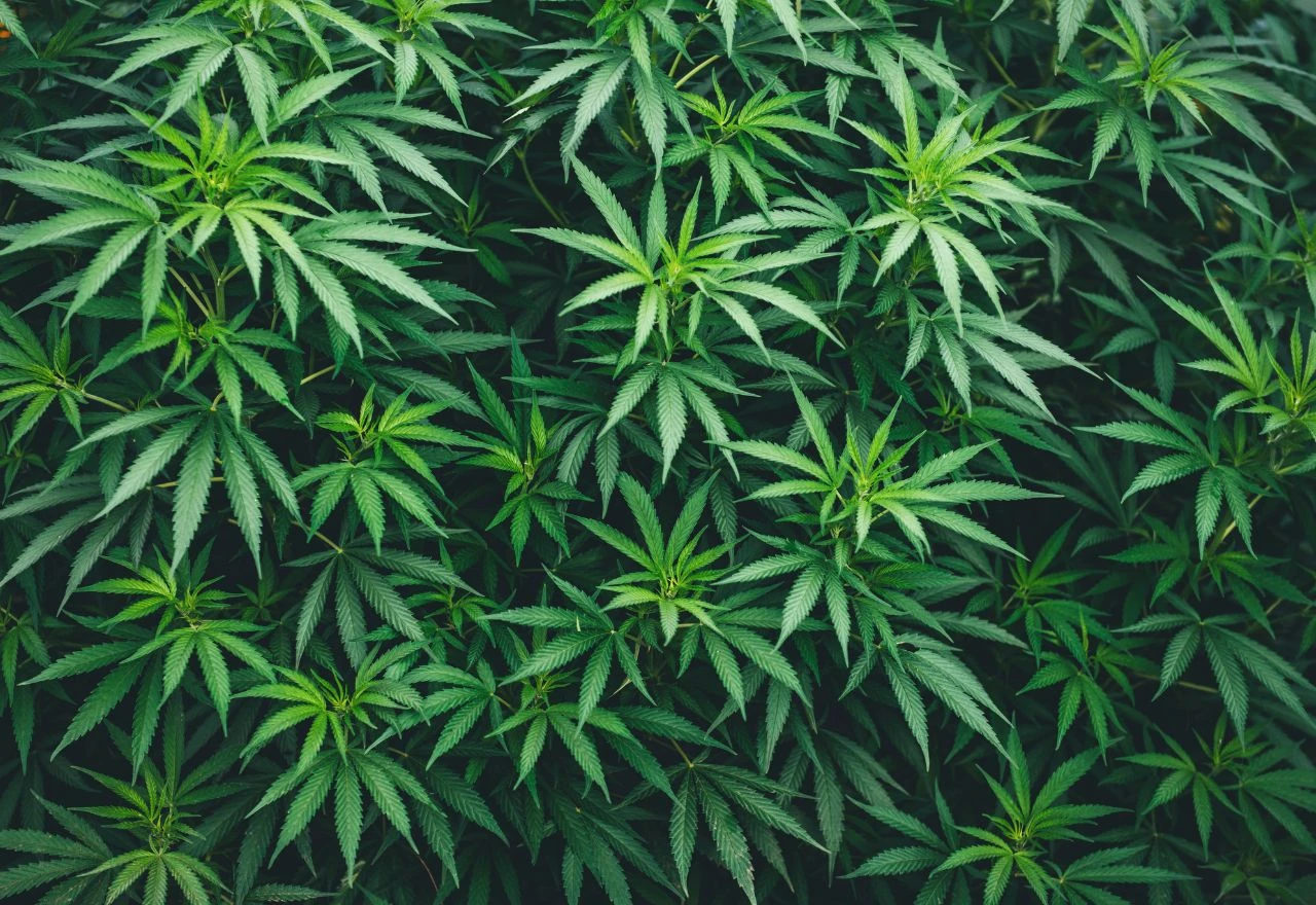 Kada će BiH legalizirati kanabis u medicinske svrhe?
