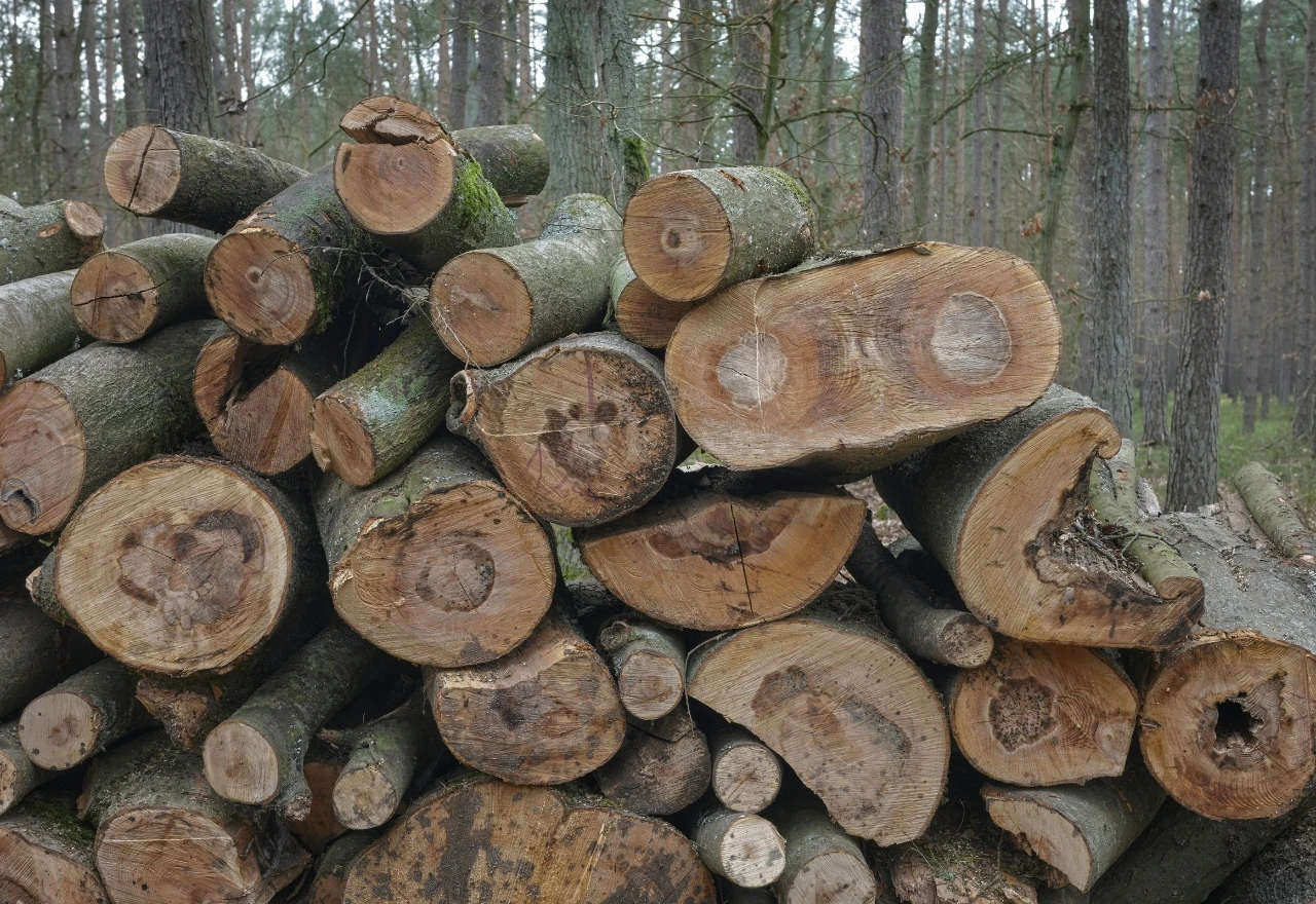 Globalni indeks organiziranog kriminala: HNŽ postao središte nezakonite eksploatacije šljunka i šuma