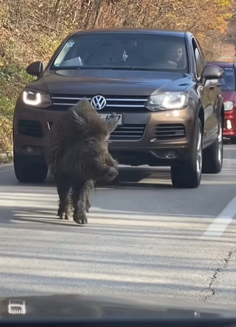 VIDEO | Divlja svinja prošetala cestom