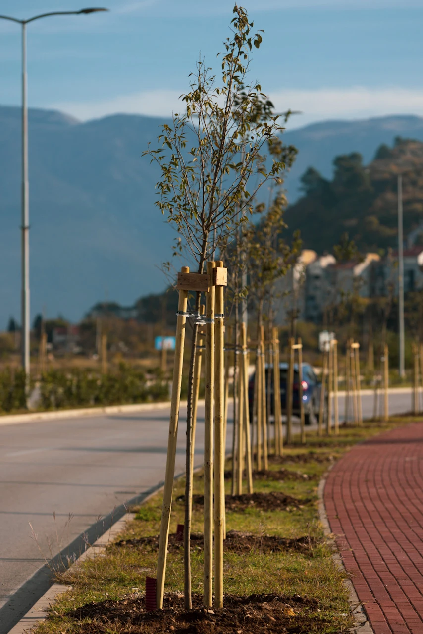 FOTO: U Mostaru "niknuo" novi drvored
