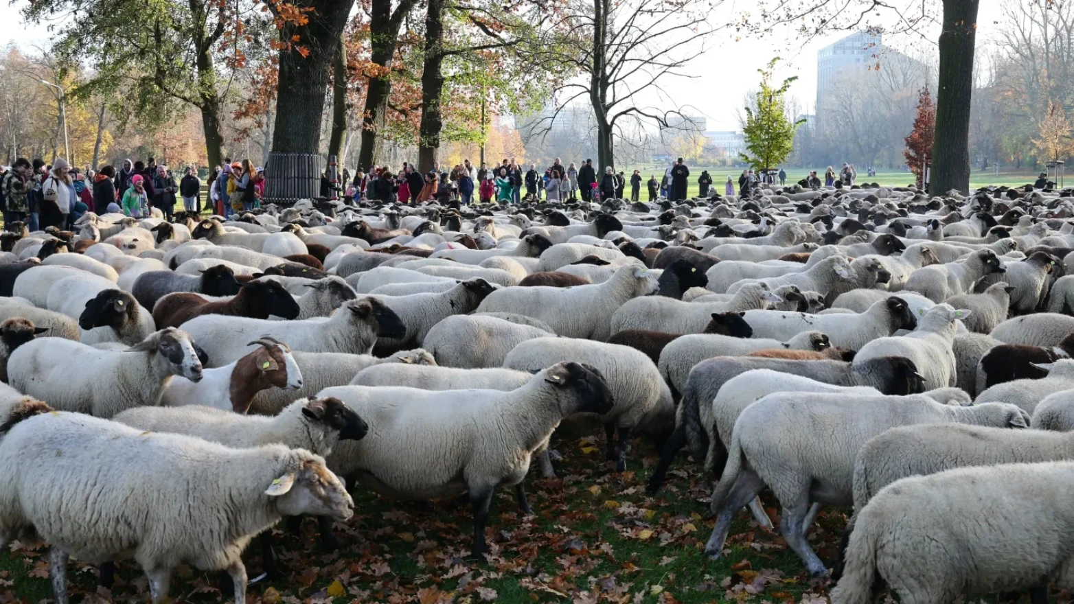 VIDEO | 600 ovaca prošetalo središtem Nürnberga