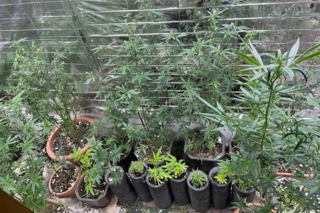 53 stabljike i 42 sadnice: Otkriven laboratorij za uzgoj marihuane u Žepču