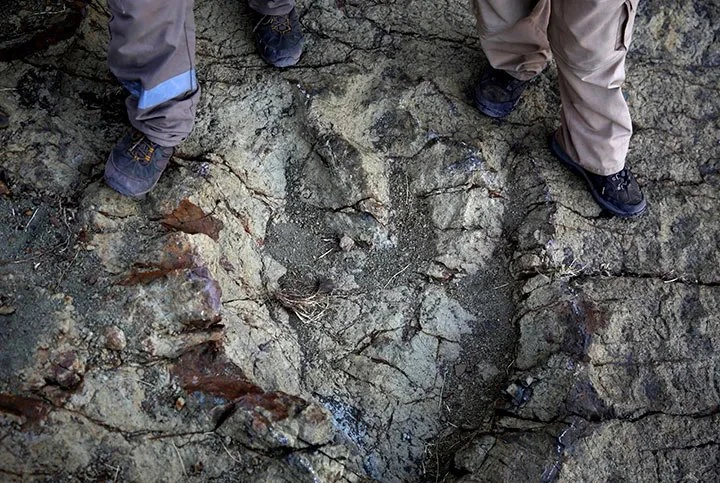 Otkriven rekordan broj tragova stopala dinosaura