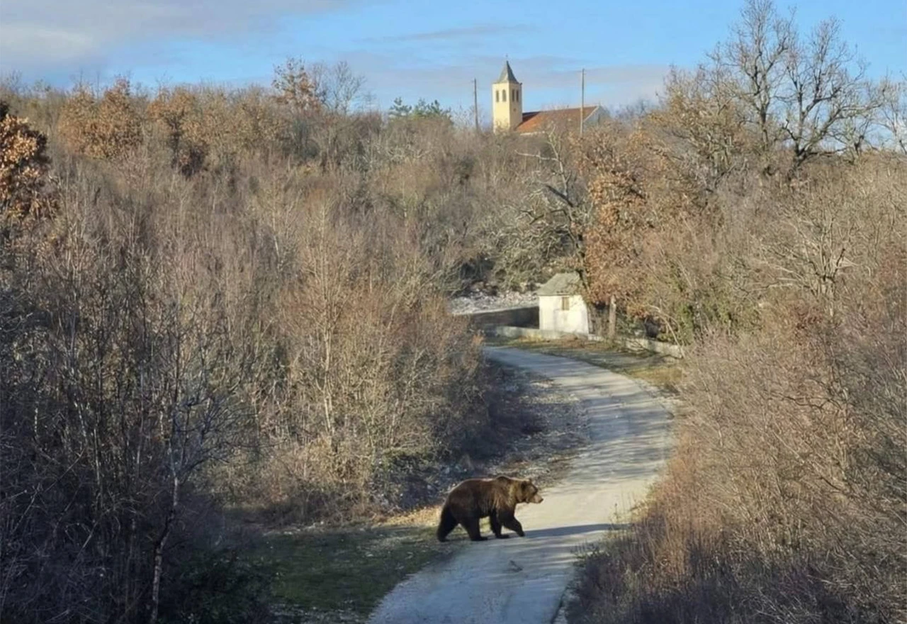 Medvjedica se šepuri šetajući Raškom Gorom kod Mostara
