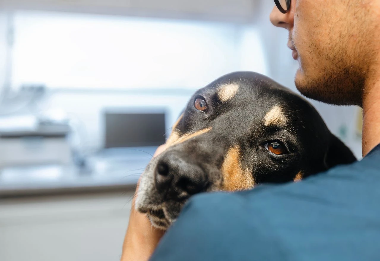 Veterinari upozoravaju: Ovi simptomi kod psa mogu biti opasni i za vlasnike