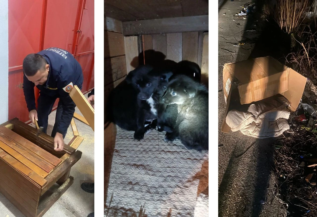 FOTO | Mostarski vatrogasci spasili pet malenih čupavaca - udomite ih