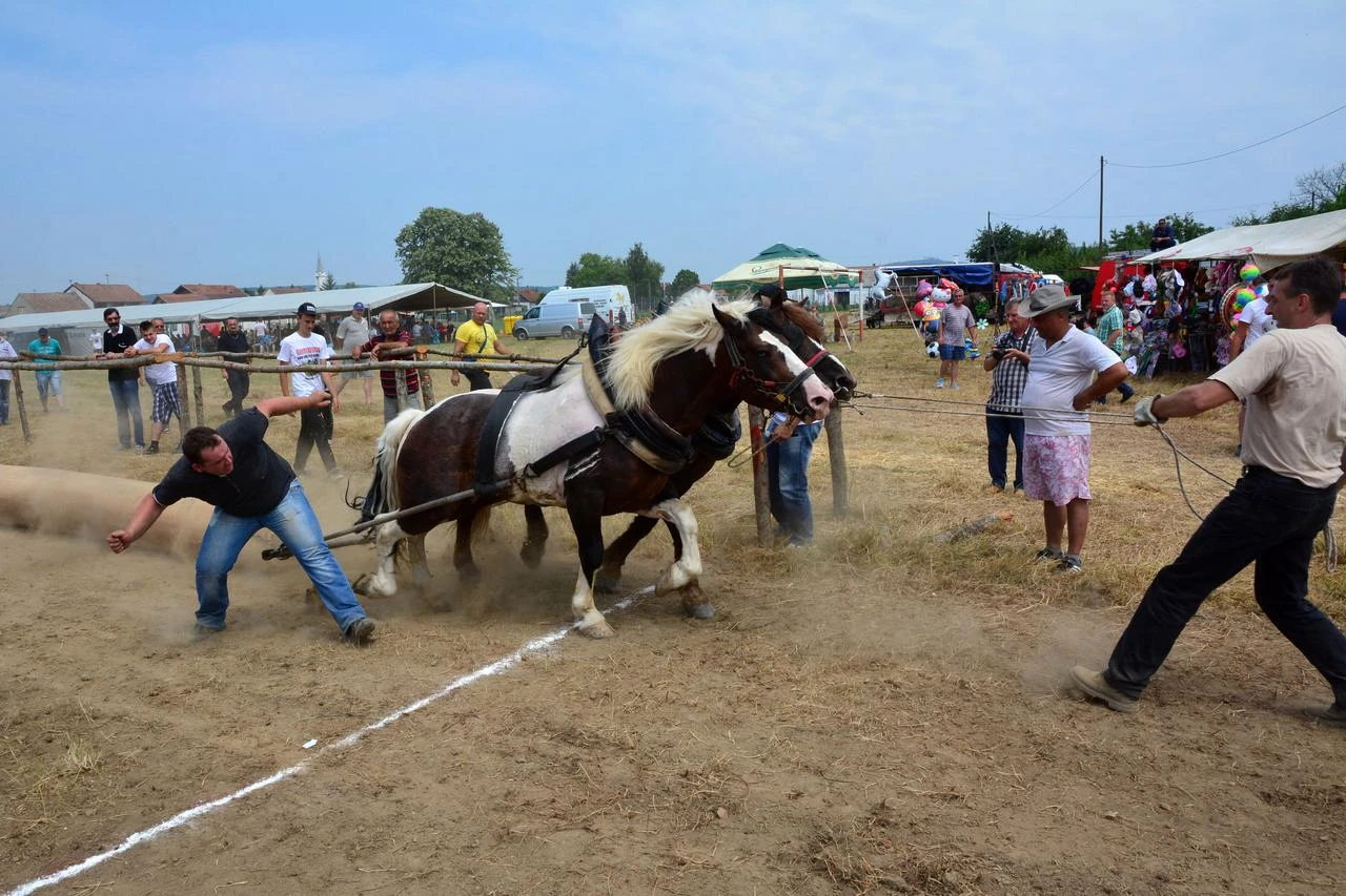 Prijatelji životinja traže zabranu tradicije u dresuri konja koja dolazi iz BiH