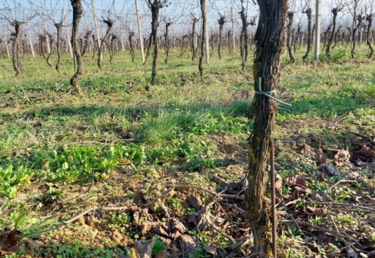 Radovi u vinogradu nisu završeni: Što podrazumijeva zimska zaštita vinove loze?