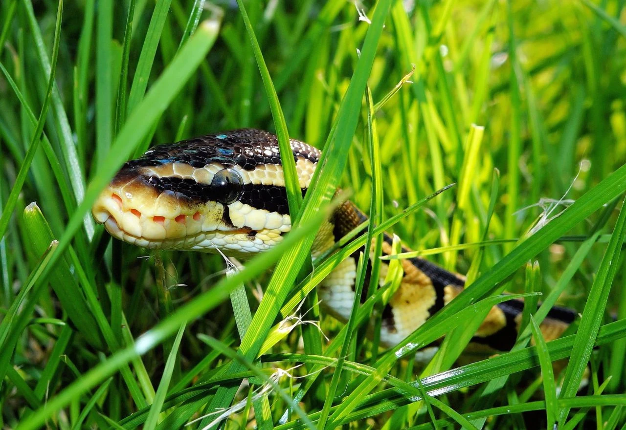 Koliko su zmije doista pametne: Znanstvenici iznenađeni neočekivanim sposobnostima