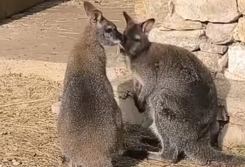 VIDEO | Park Goranci bogatiji za nove stanovnike: Stigli klokani