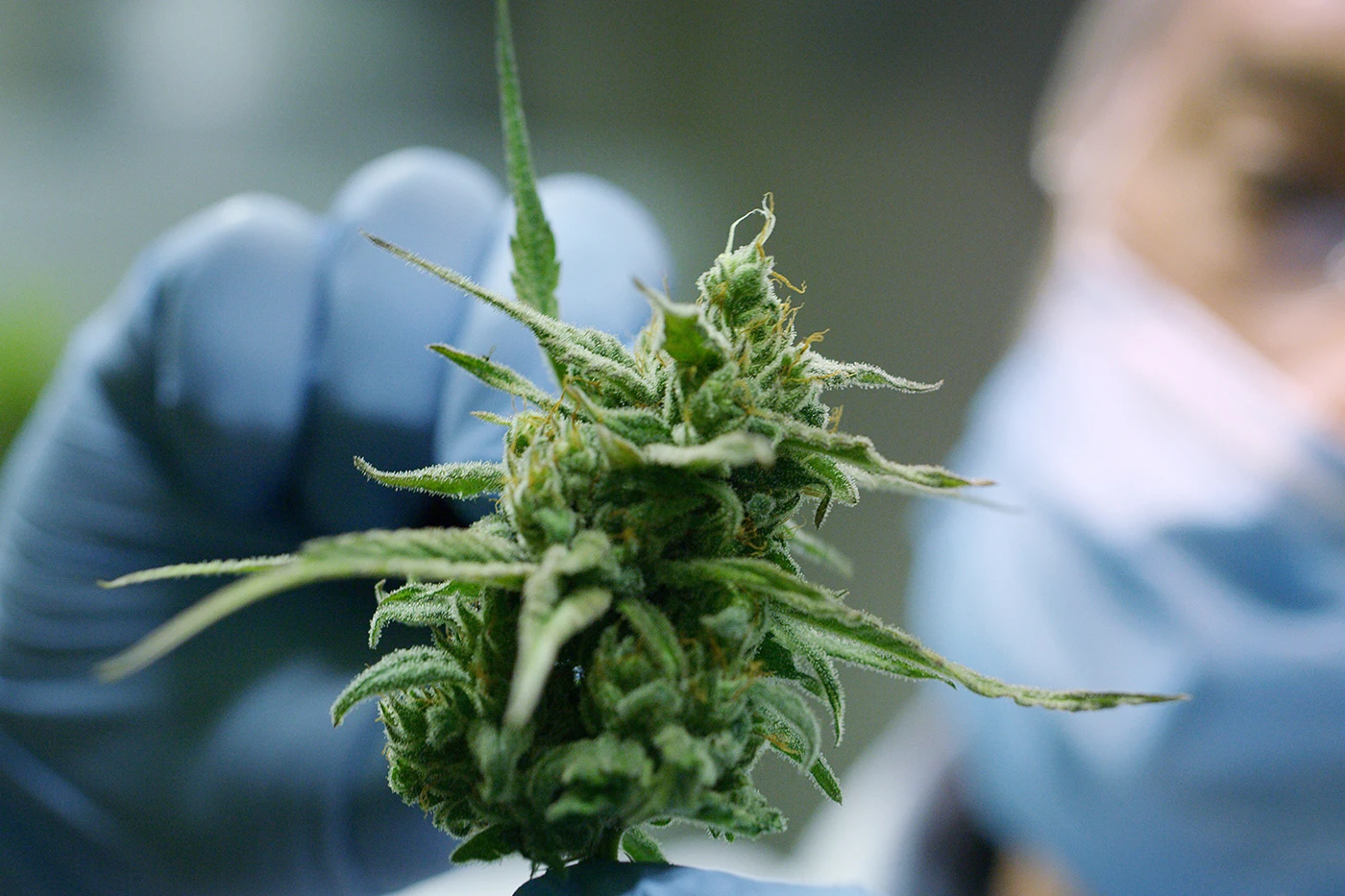 Odlukom Vijeća ministara: Veliki korak do legalizacije kanabisa u medicinske svrhe