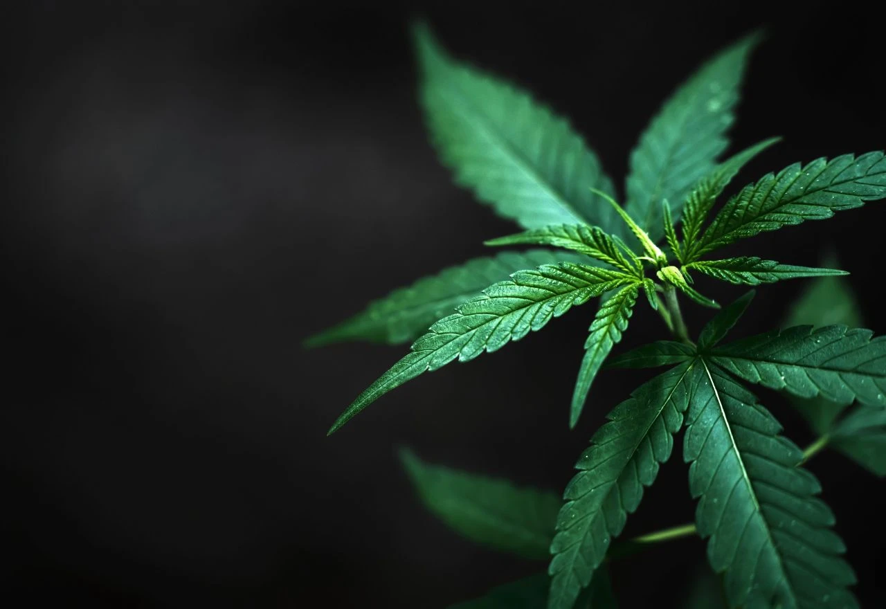 Bavarska ministrica zdravstva: Legalizacija marihuane u Njemačkoj bila je pogreška
