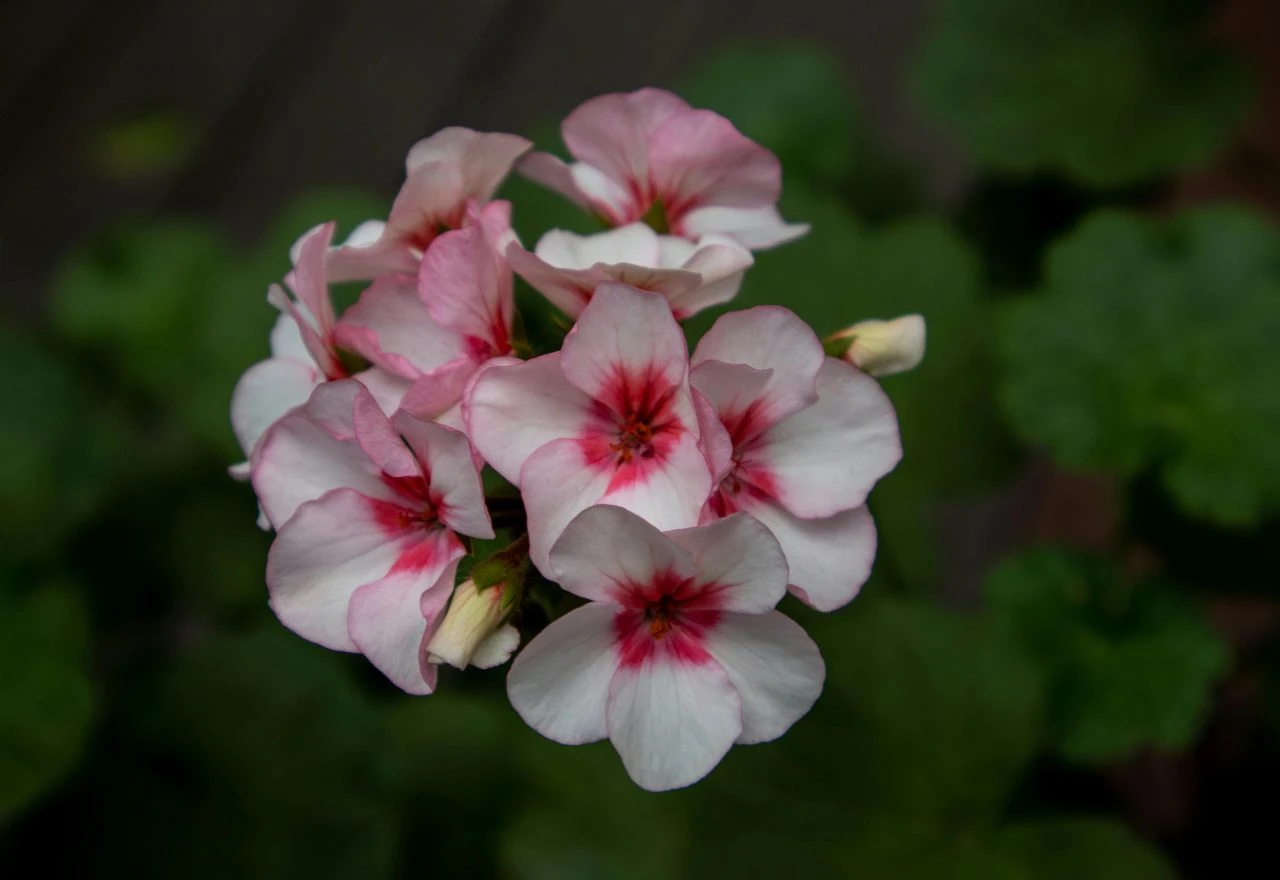 Zima u bojama: Što znači kad pelargonije cvjetaju na prozorima i stubištima?