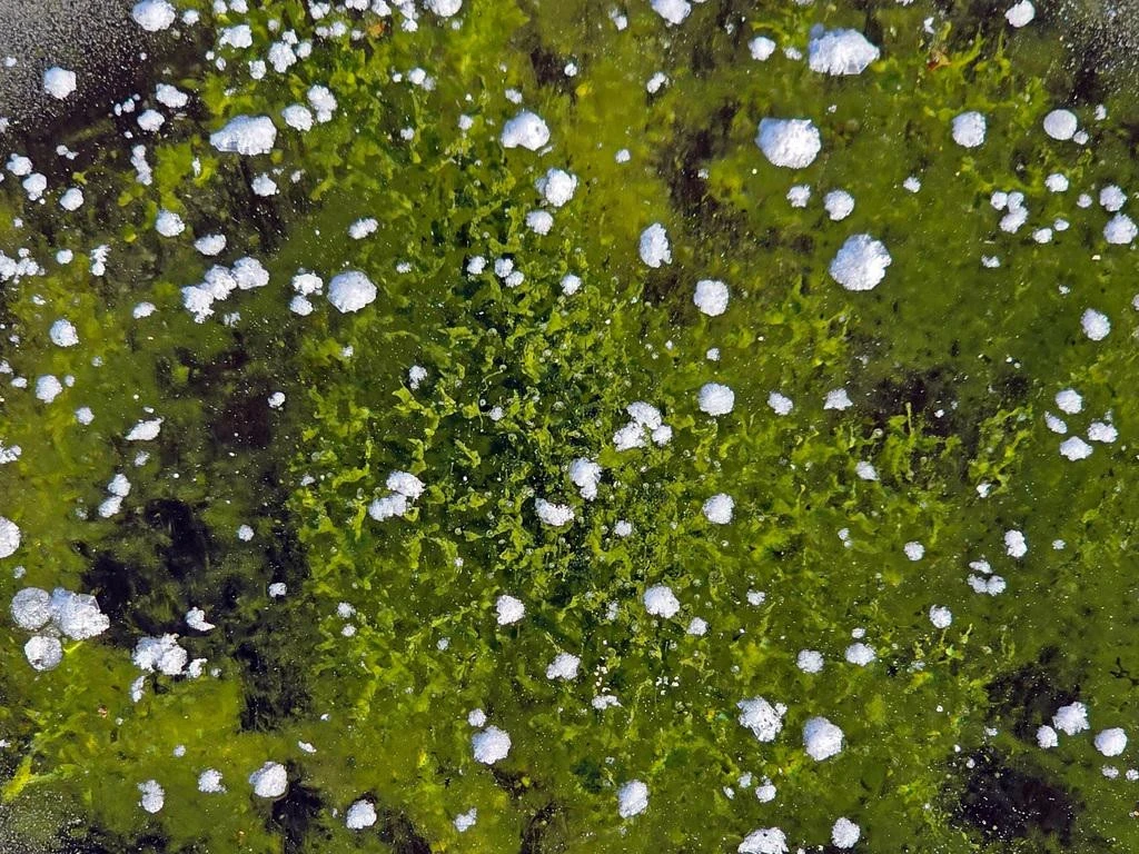 Zeleni led okovao jezero Lipno