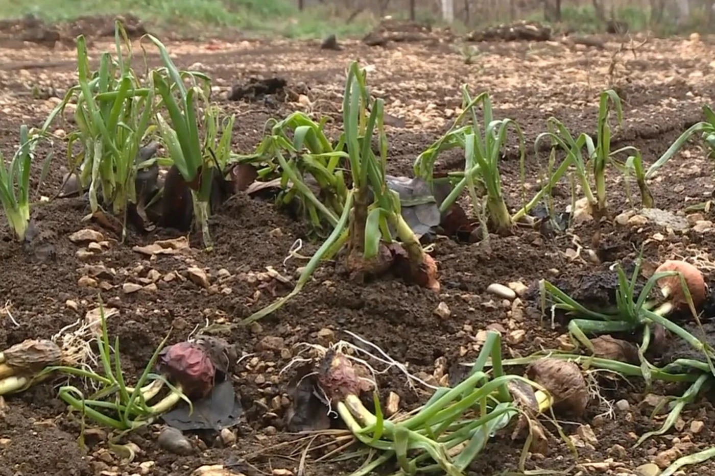 VIDEO | Hercegovina zbraja štete od poplava