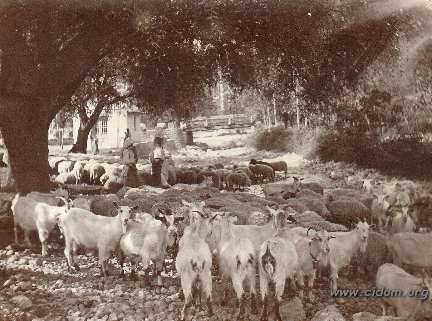 Stado ovaca i koza na izvoru Radobolje