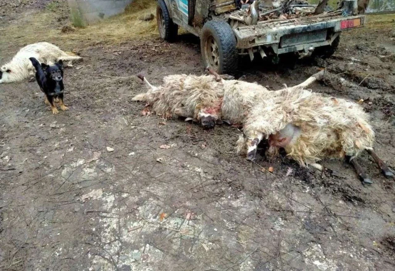 Prozor-Rama: Vukovi zaklali oko stotinu koza i ovaca