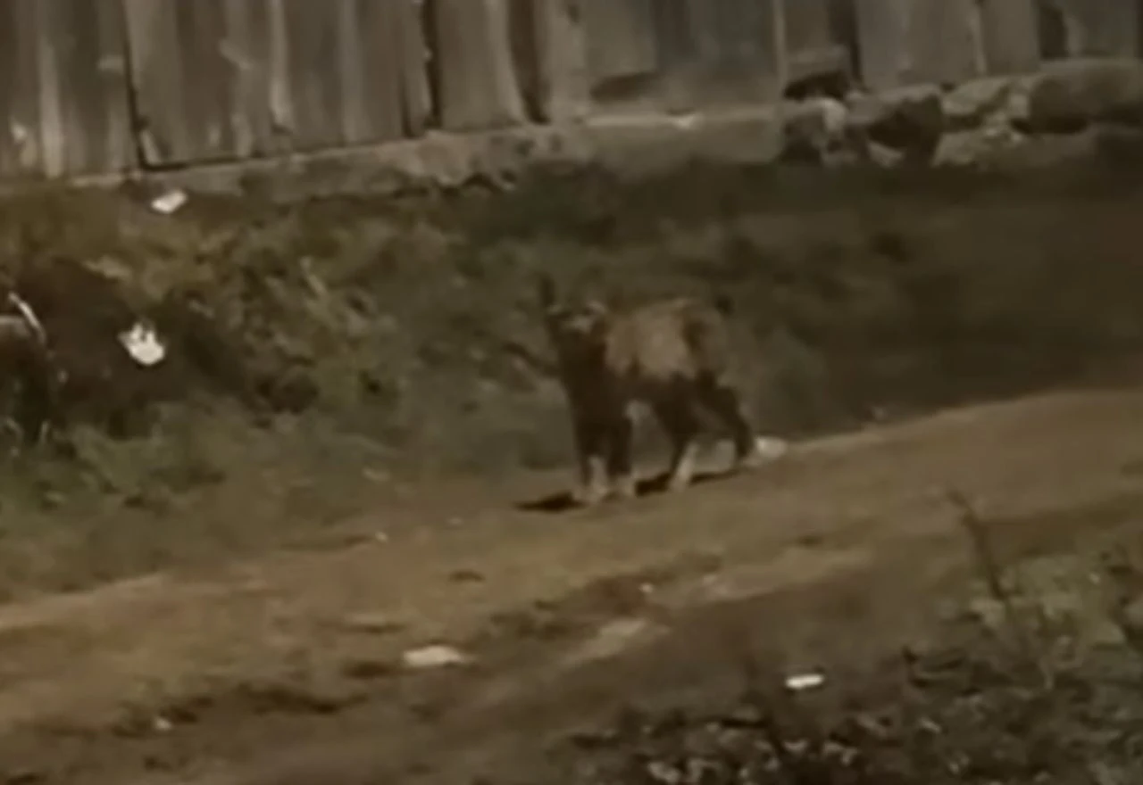 VIDEO | U Livnu snimljen ris