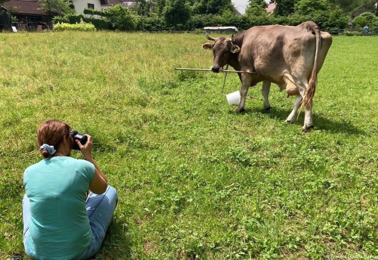 VIDEO | Upoznajte Veroniku - kravu koja je zbunila znanstvenike