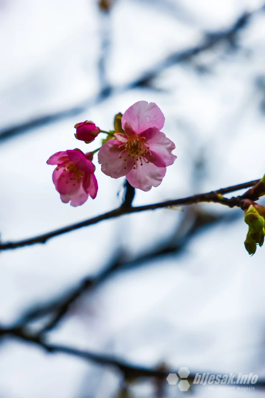 Behar japanske trešnje